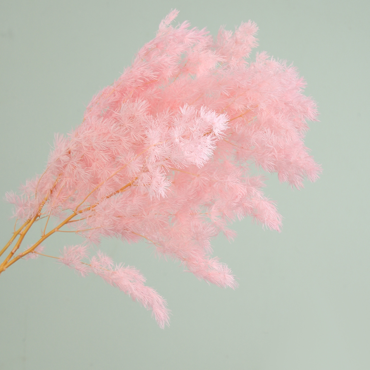 Flores secas de siete colores cordier flor flor flor flor de embalaje flor decoración flordiy florista florística material de ramo de embalaje floral