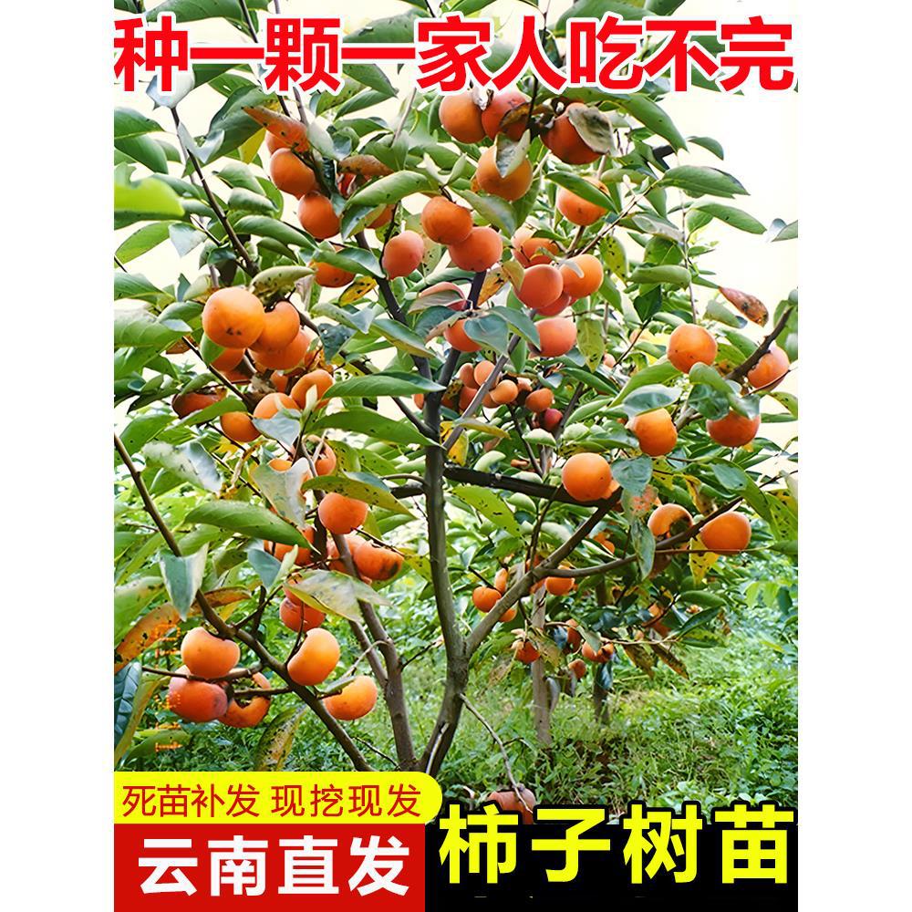 云南直发柿子树果苗庭院脆柿甜柿盆栽南北方种植地栽火晶柿子树苗