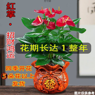 Anthurium Potted Plants Bloom in All Seasons, Green Plants, Lucky Flowers, Hydroponic Plants That Are Easy to Grow in the Office, and Smooth Sailing