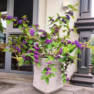 �������Զ������͟��ͺ��̨ͥԺ���B�^��ֲ���辰ͥԺ���R�쾰��