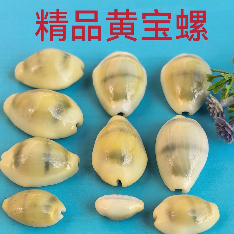 Natural Shell Yellow Conch Home Fish Tank Aquarium Imaging Micro Landscape Decoration Boutique Conch