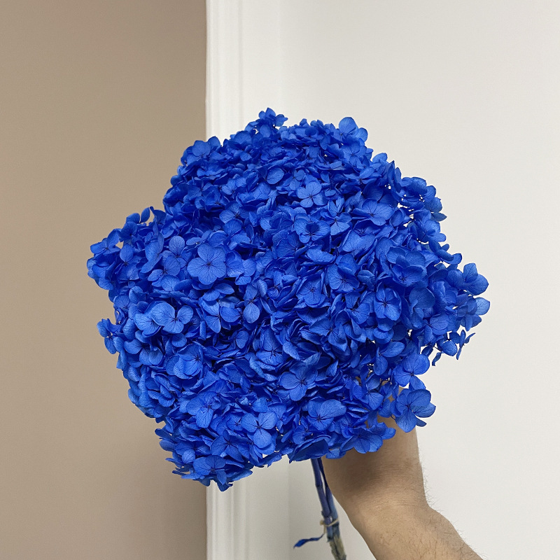 Yunnan Anna Hydrangea Flower Wholesale DIY Flower Preservation Flower Materiales de Regalo de Navidad