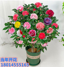 ɽ軨Сɫ൤ļ_ͺ 軨С ϱNֲ