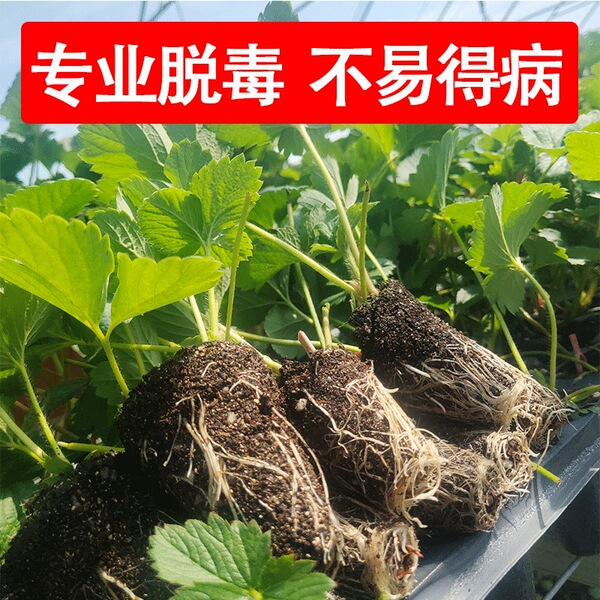 cream strawberry all-season