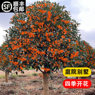 ���͹𻨘���ͥԺ����ԭ����𵤹�����ͻ�������ֲ���ļ����_