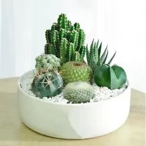 Plantas suculentas cactus plantas en maceta cactus de oficina planta en maceta cactus plantas en maceta flores en maceta