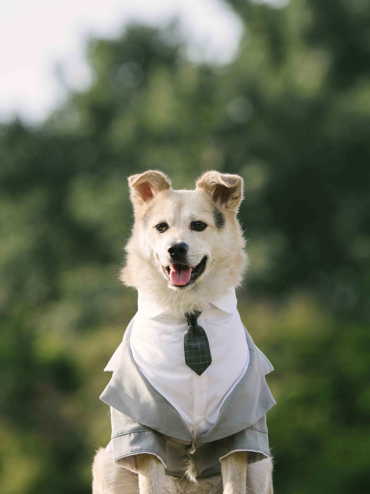 宠物西装狗狗礼服燕尾服 结婚宠物礼服 假两件套带领带套装柯基柴-阿里巴巴