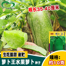 萝卜王青萝卜种子 农田菜园绿皮绿肉脆甜如梨水果青萝卜蔬菜籽