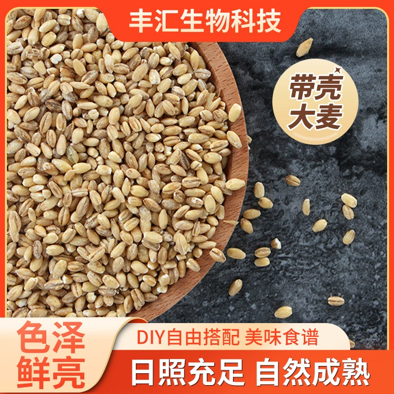 Sanchuan производитель поставляет ячмень корм ячмень для сельского хозяйства