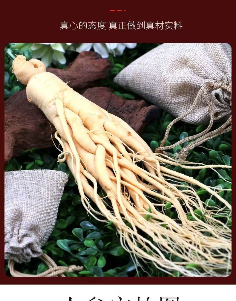 Fresh Ginseng Root (Panax ginseng) — Changbai Mountain Northeast Ginseng for Soup & Tonic Wine in use