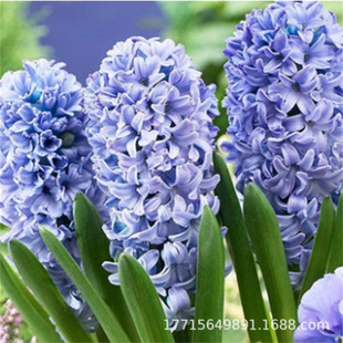 Hyacinth Bulbs, Hyacinth Potted Colors, Full Soil Culture, Hydroponic Flower Plants, Wholesale Colors, Easy to Survive
