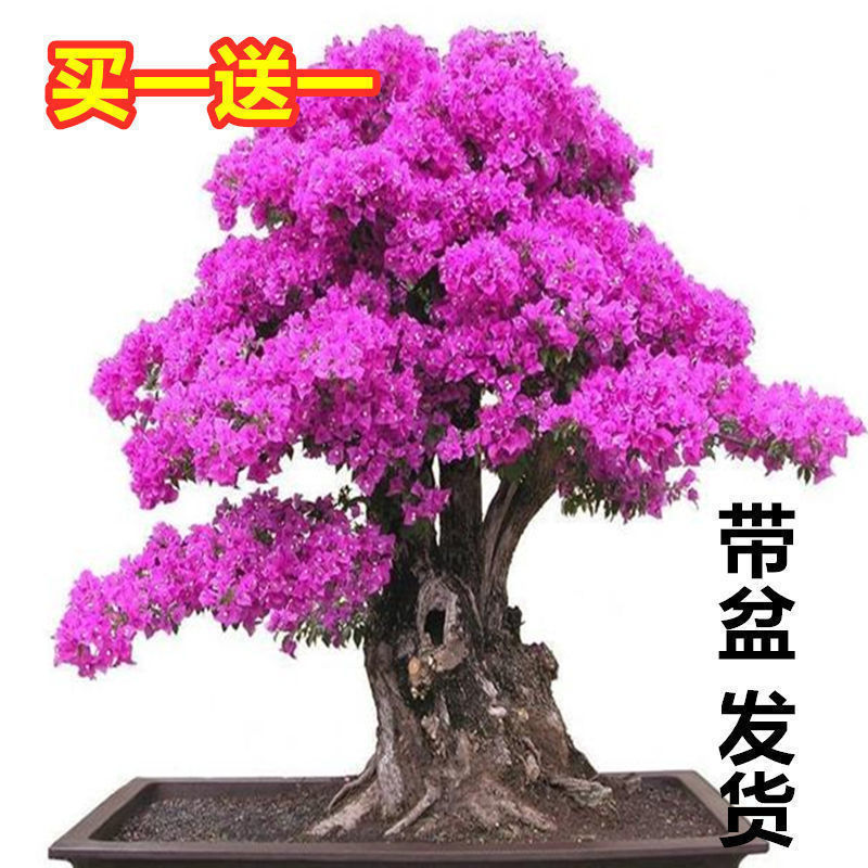 컬러 3호 [강한 향] 8년생 모종 [1개 구매시 1개 증정]