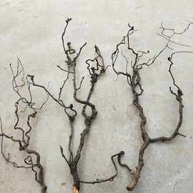 龙枣树枝天然弯曲造型枝条干支艺术插花软装材料枯枝森系创意摆件