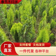 һ�����l����ֲ��G����ؘ�h�ʠ��Sɫ���������������ɫ�Ȱ�