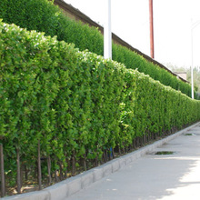 庭院绿篱植物冬青树苗四季常青篱笆围墙直立北海道大叶黄杨苗耐寒