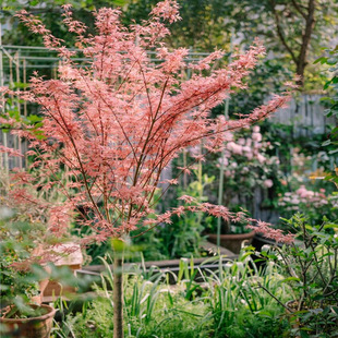 ̩�՗����ձ��t���������Ե���ͥԺ�ֲ̨���ɫ���~���@ֲ��