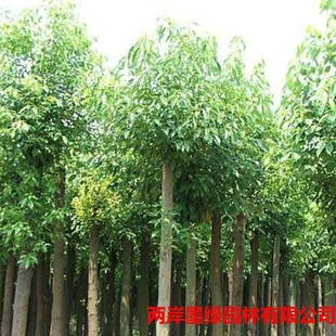 【基地供应商】低价销售10-12公分大叶香樟工程苗各种规格齐全-阿里巴巴