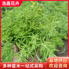 佛甲草杯苗 公园植被绿化工程时令宿根草花庭院草坪 黄金佛甲草苗