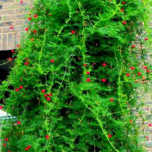Feather-Leaf Vine Seeds, Climbing Vine Flower Seeds, Easy to Grow in All Seasons, Balcony Potted Plants, Wall-Climbing, Courtyard Five-Pointed Star Flowers