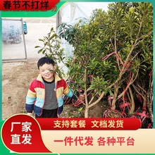 һl÷玧޽Ӗ|÷ش󰫻ԵϷY