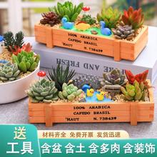 多肉微景观DIY组合盆栽多肉植物套餐材料包含盆土绿植公司社团用