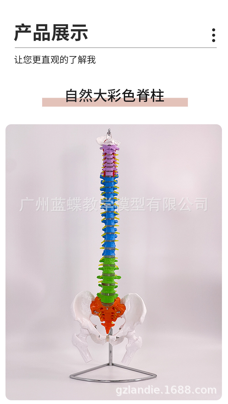 自然大脊柱_09