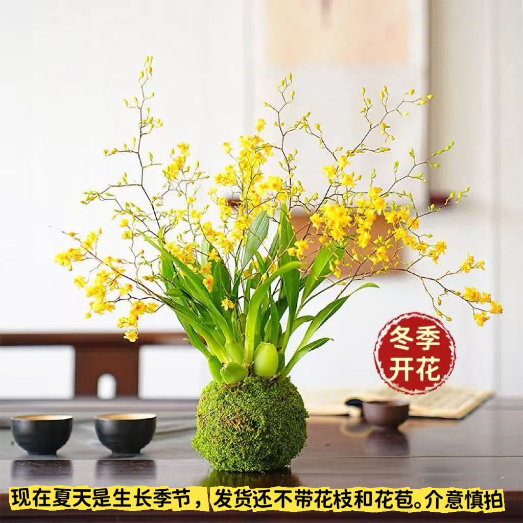 冬带花苞梦香水文心兰苔藓球年宵花卉浓香型室内客厅花期长可水培
