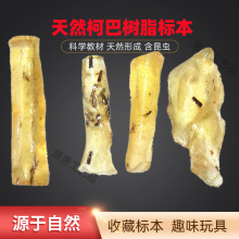 天然带昆虫柯巴树脂 博物馆收藏原料标本精品科巴脂原石趣味玩具