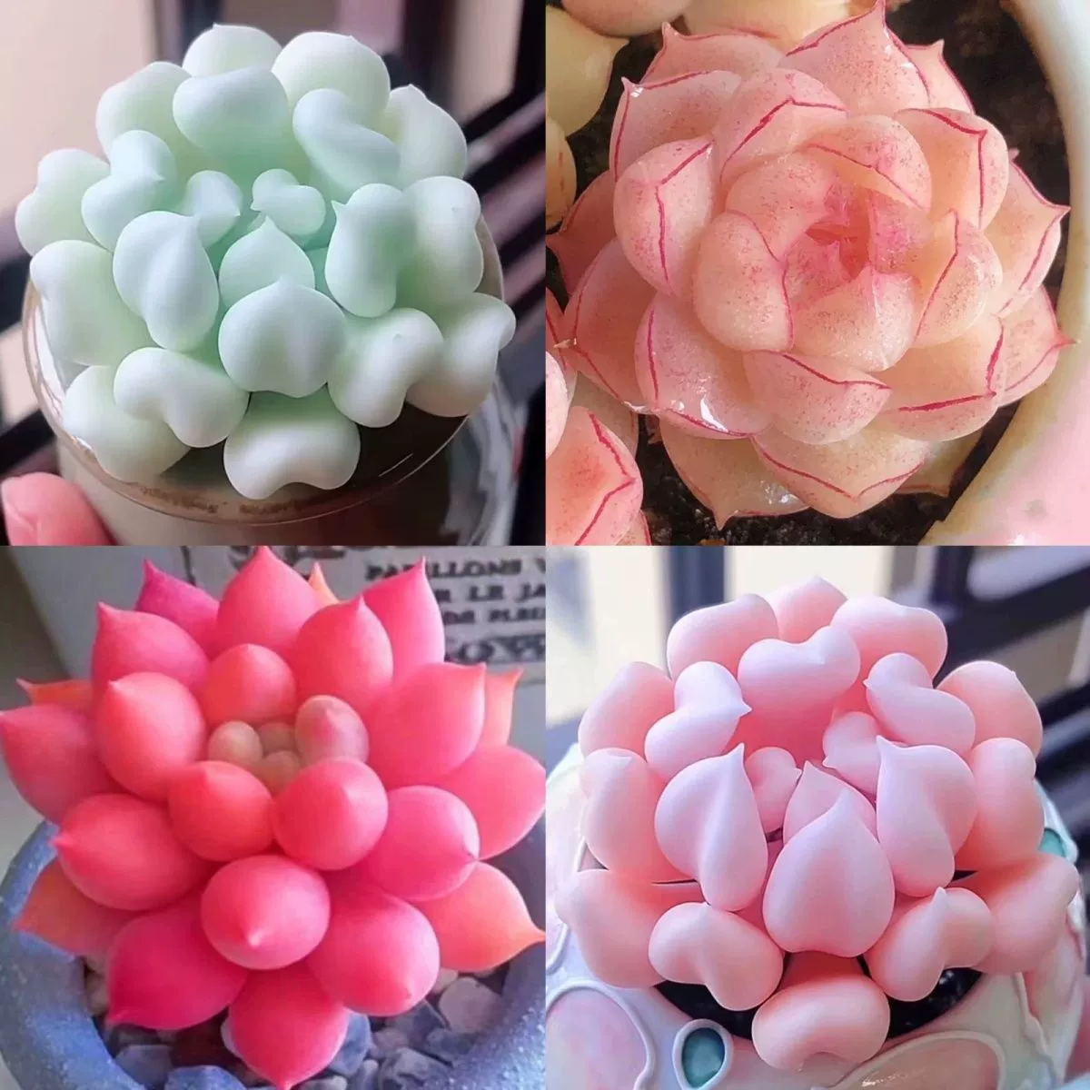 Купидон суккулентное растение высокое значение