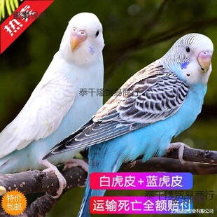 ���B���P���BС�B��С�͌W�fԒ�Ļ���B���ﻢƤ�W�^���B