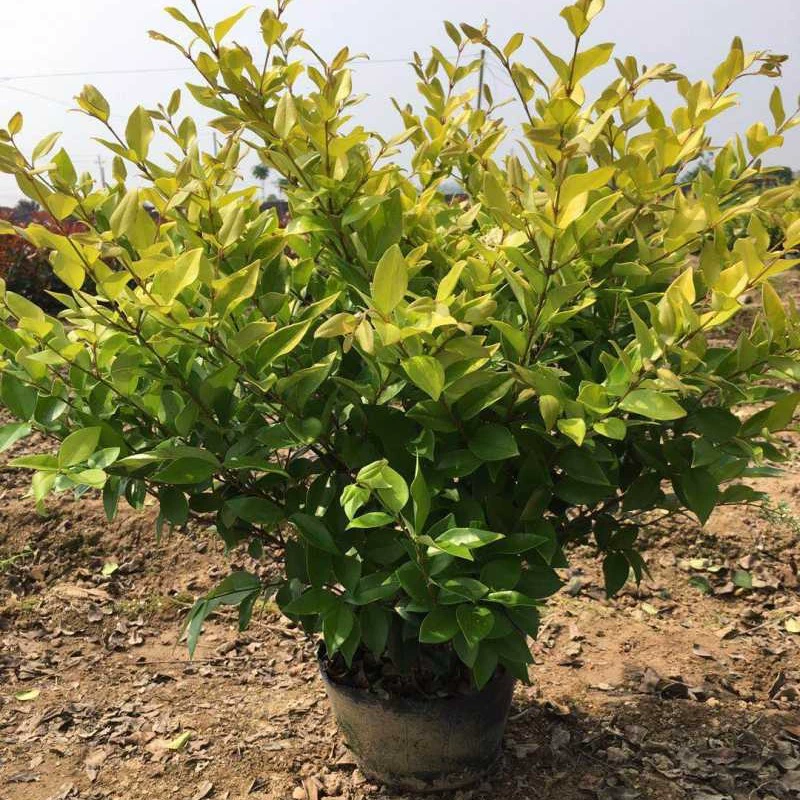 Большие бочкообразные саженцы Jinsen Ligustrum lucidum в больших количествах продаются в больших количествах со скидкой на различные спецификации и сорта