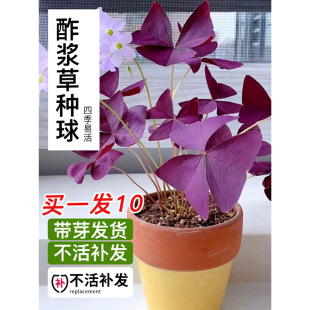 Purple Wood Sorrel Seed Bulb Lucky Clover Perennial Four-Season Potted Flower Plant Flower Seeds Indoor Courtyard Sowing