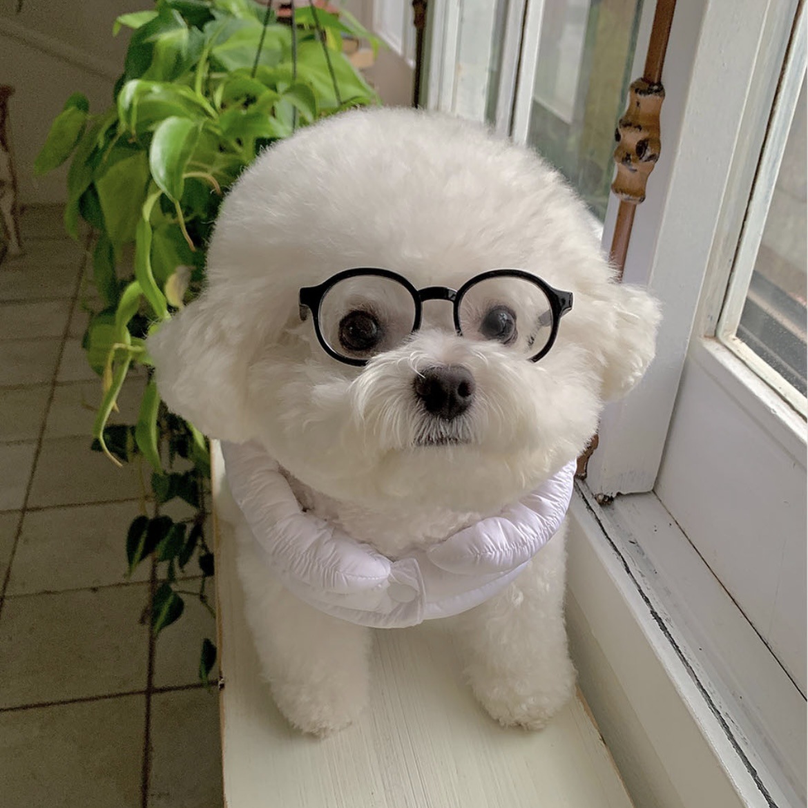 新型ins韓国ペット犬サングラスはかわいい猫のサングラスの部品を並べて外国貿易petsを飾ります。