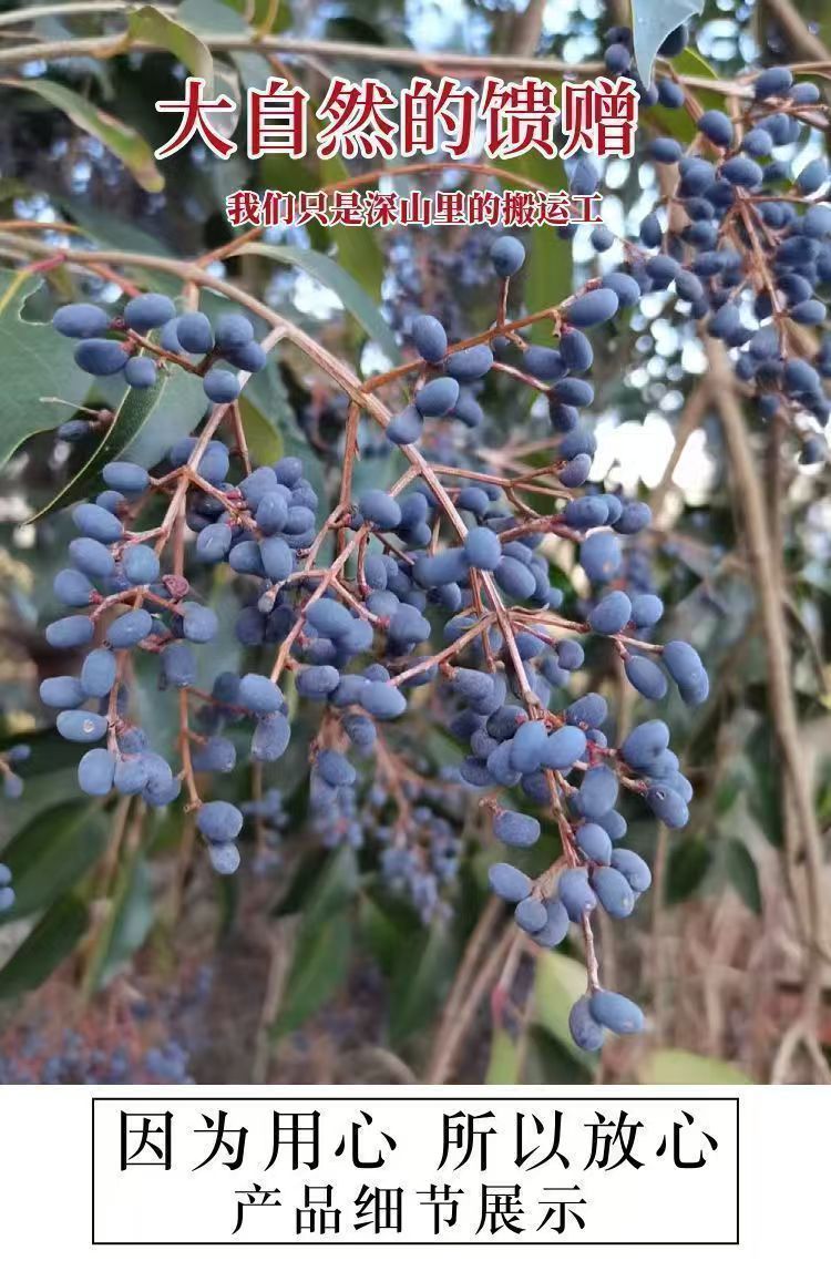 Nuzhenzi Dried Ligustrum Fruit 500g Whole Glossy Privet Berries Traditional Chinese Herb for Decoction and Culinary Use overview