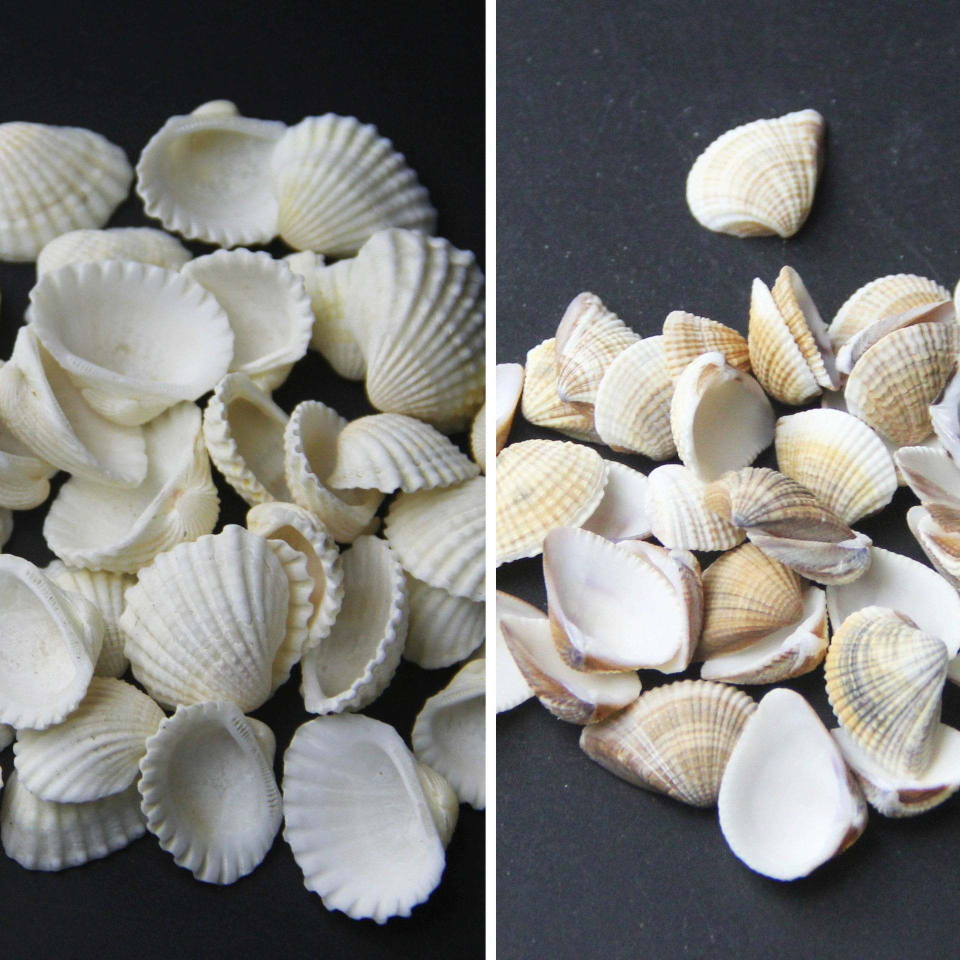 Моховые микро Ландшафтные украшения Белые маленькие украшения в виде ракушки DIY сборка небольшие украшения игрушка Ландшафтный плагин