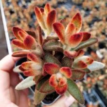 老桩多肉植物孙悟空童子办公室泰迪熊室内花卉绿植肉肉组合盆栽