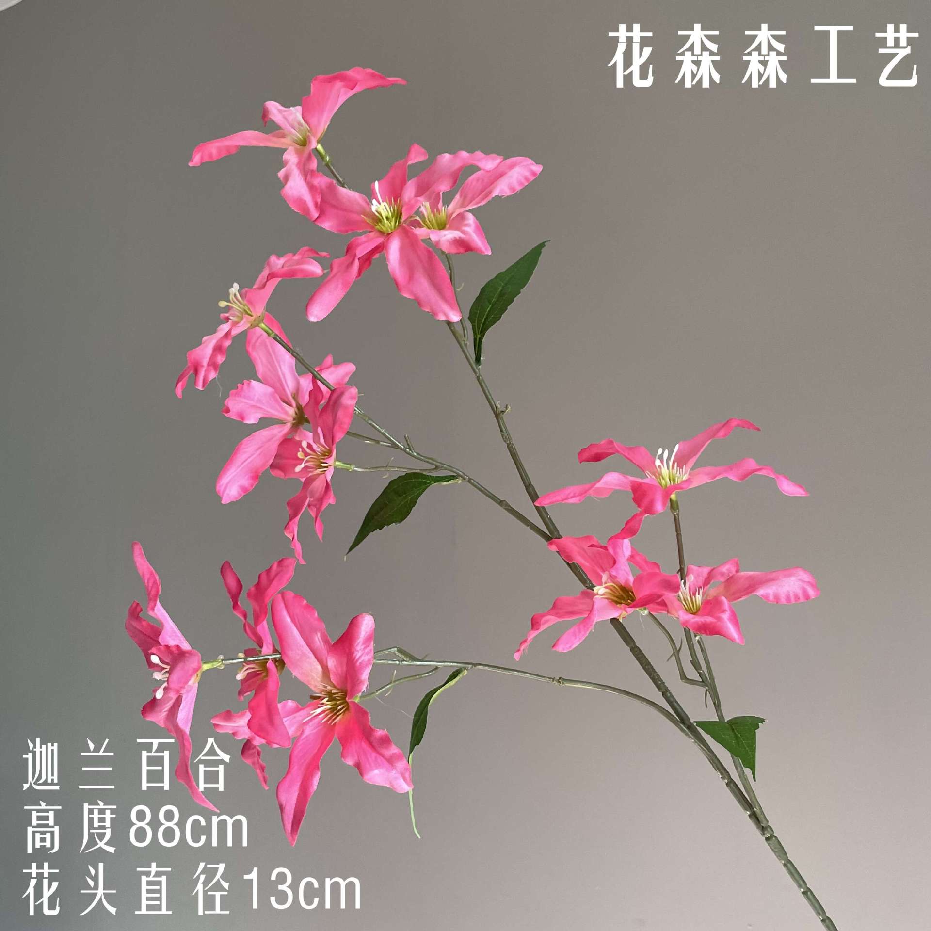 칼레 릴리 210356