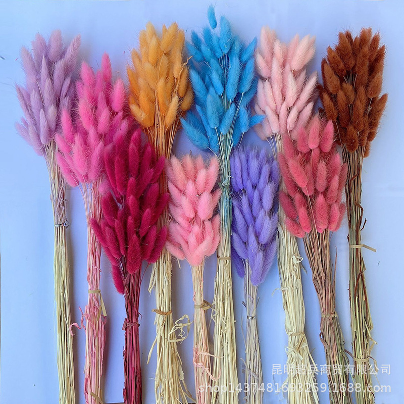 Dried flower rabbit tail grass white rabbit tail grass a bunch of 50