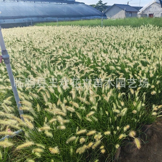小兔子狼尾草 观赏草盆栽苗 庭院花境边坡绿化多年生宿根草本