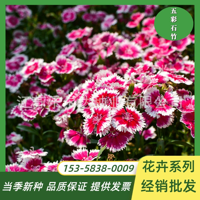 Красочный камень Семена бамбука летом Американский Dianthus Семена цветов Семена в четыре сезона Посев и цветение смешанные цвета Открытый балкон Семена цветов