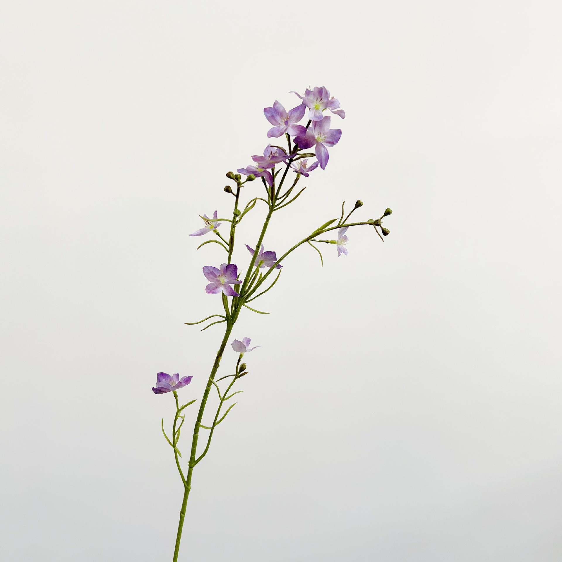 고무 가지 물떼새 잔디 - 연한 보라색