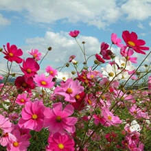 波斯菊种子格桑花夏季花种花籽扫帚梅四季开花庭院阳台盆栽易种