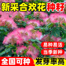 合欢种籽 耐盐碱工程复绿护坡固土灌木草籽多年生荒山 绿化草种子