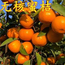 �S�ҟo���۽���޽�������Ә����������S���۽۹����箔��Y����