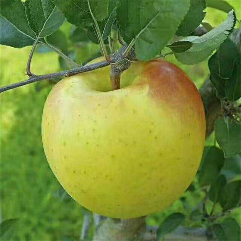 嫁接明月苹果苗适合南北方种植 价格优惠保湿邮寄明月苹果苗品种