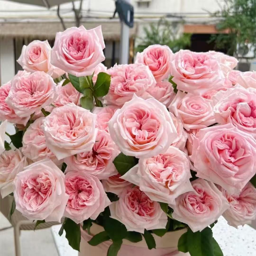 Semillas de rosa semillas de flores en maceta