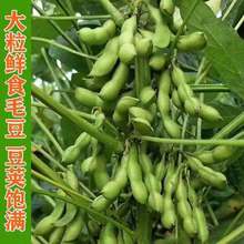 九月寒毛豆種子大粒晚熟重陽豆種子青黃豆菜毛豆種子高產蔬菜種籽