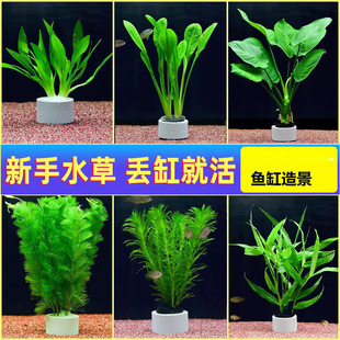Green chrysanthemum water real plant hydroponic landscape oxygenation water purification water quality novice lazy man fish tank landscape