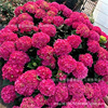 Endless summer hydrangea flower seedlings Outdoor courtyard multi -season blooming balcony plantation garden four seasons large seedlings hydrangea potted