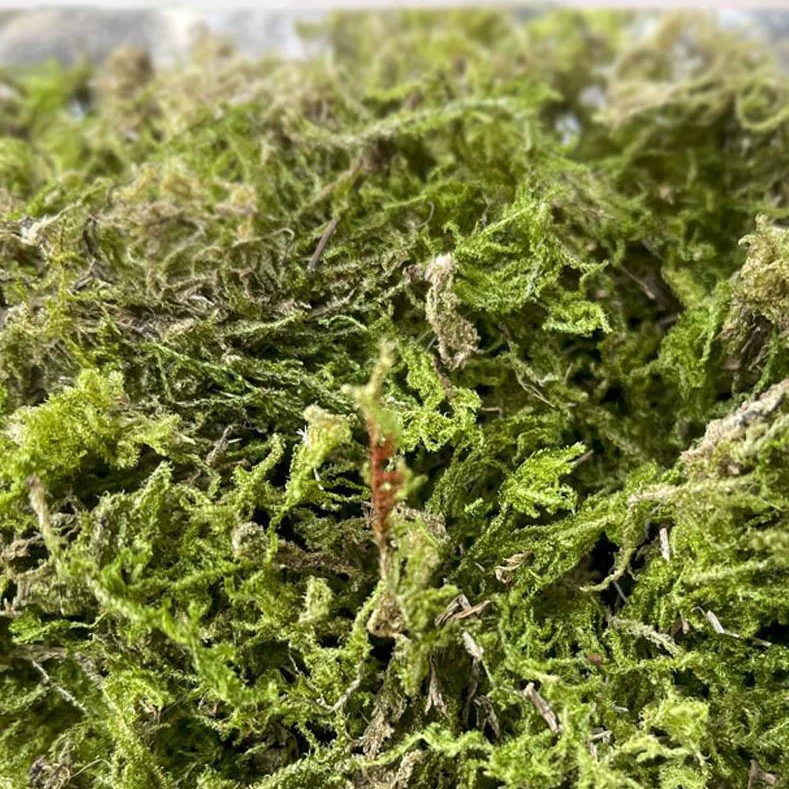 Мох стерильный сухой водный мох свежий микроландшафтный ландшафтный резервуар для воды и земли в горшке мини-растение diy материал сухой